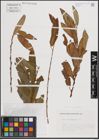 Foto von Salix eriocephala Michx.